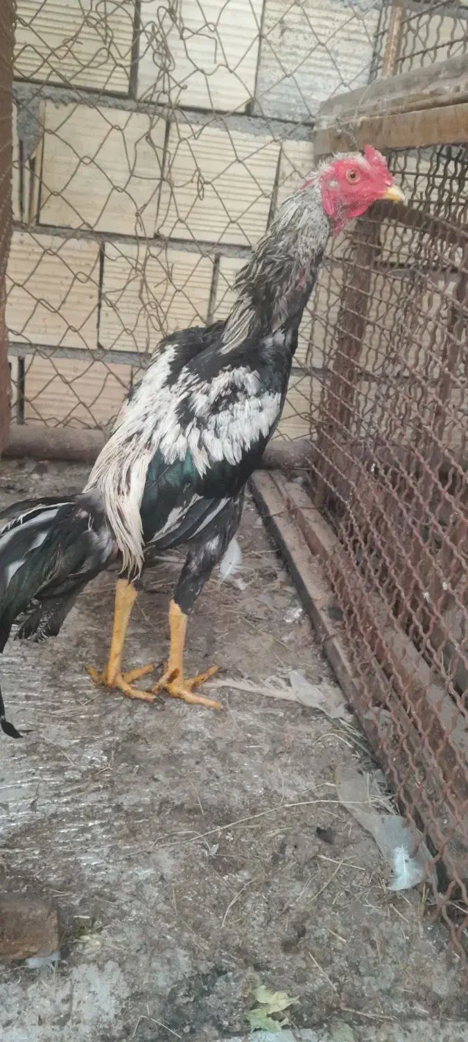 جوجه خروس|حیوانات مزرعه|بندرعباس, |دیوار