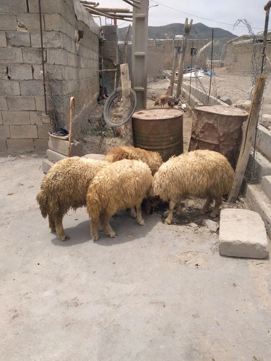 بره نر|حیوانات مزرعه|کوزران, |دیوار