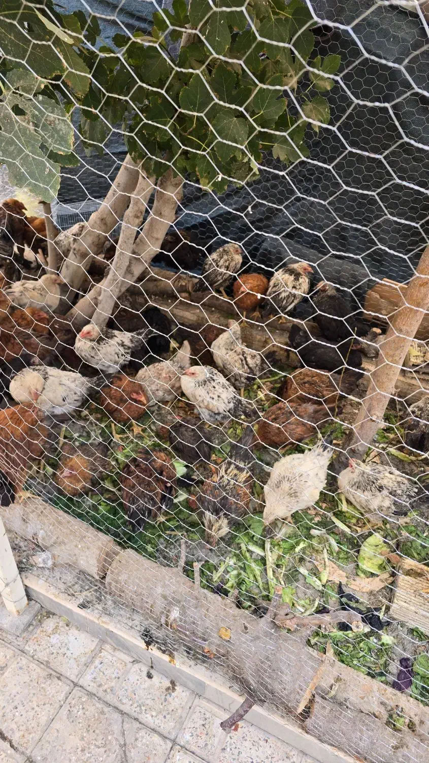 فروش تعدادی مرغ و خروس بومی یکجا|حیوانات مزرعه|شاهینشهر, خانه کارگر|دیوار