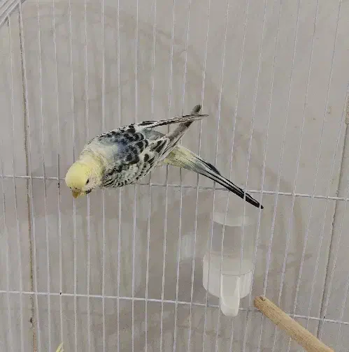 انگلیسی ماده|پرنده|شهرضا, |دیوار