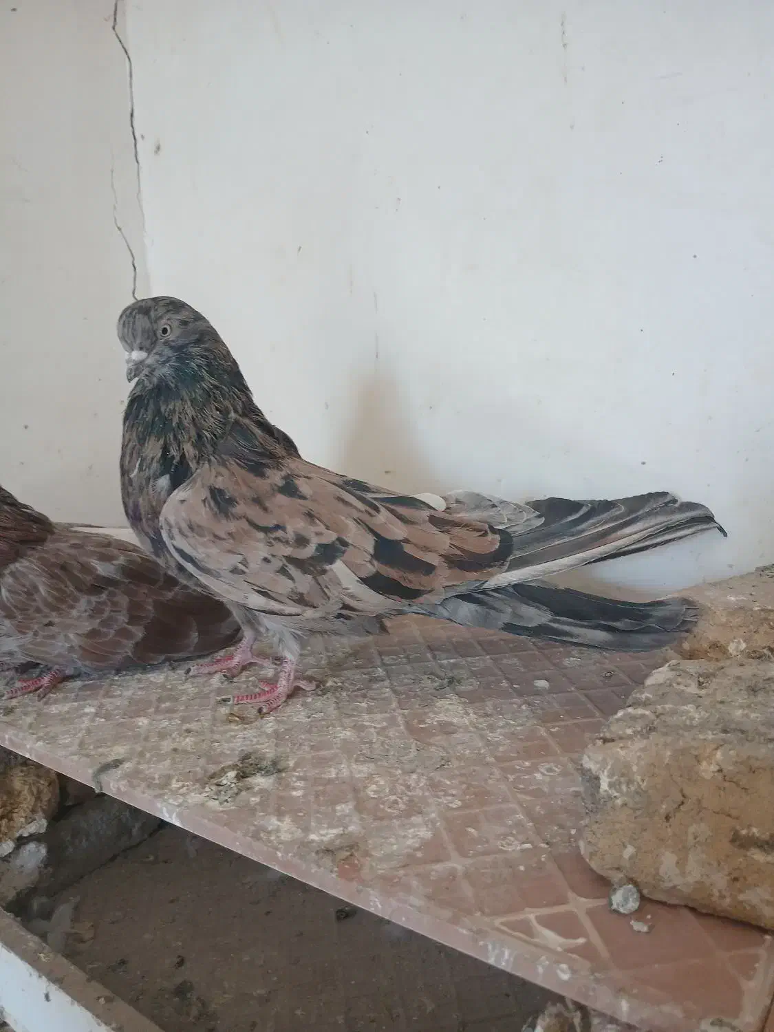 سرور|پرنده|هریس, |دیوار