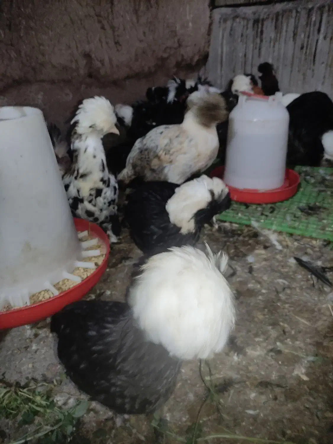 مرغ و خروس سلطان و لهستانی|حیوانات مزرعه|رشت, جانبازان|دیوار