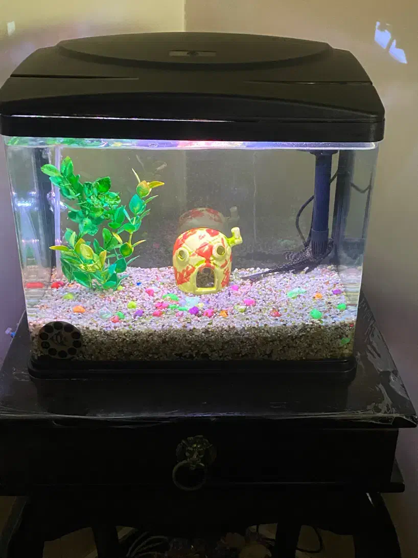 آکواریوم ماهیران طول۳۸ عرض ۲۱ ارتفاع۳۳|ماهی|تهران, لویزان|دیوار