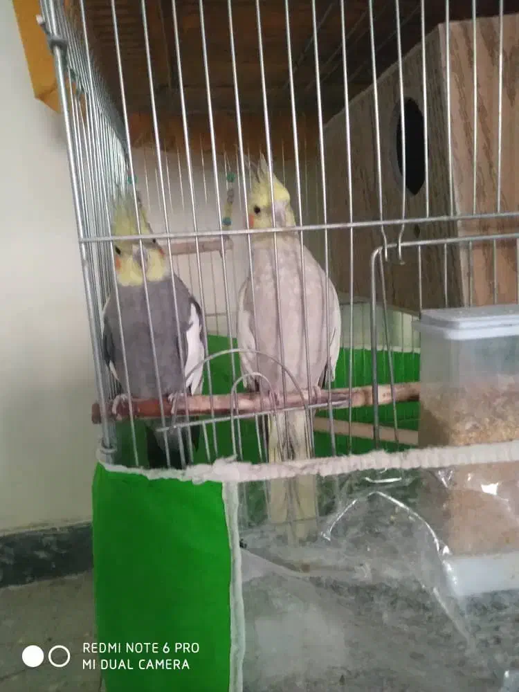 یک جفت عروس هلندی مولد|پرنده|رودهن, |دیوار