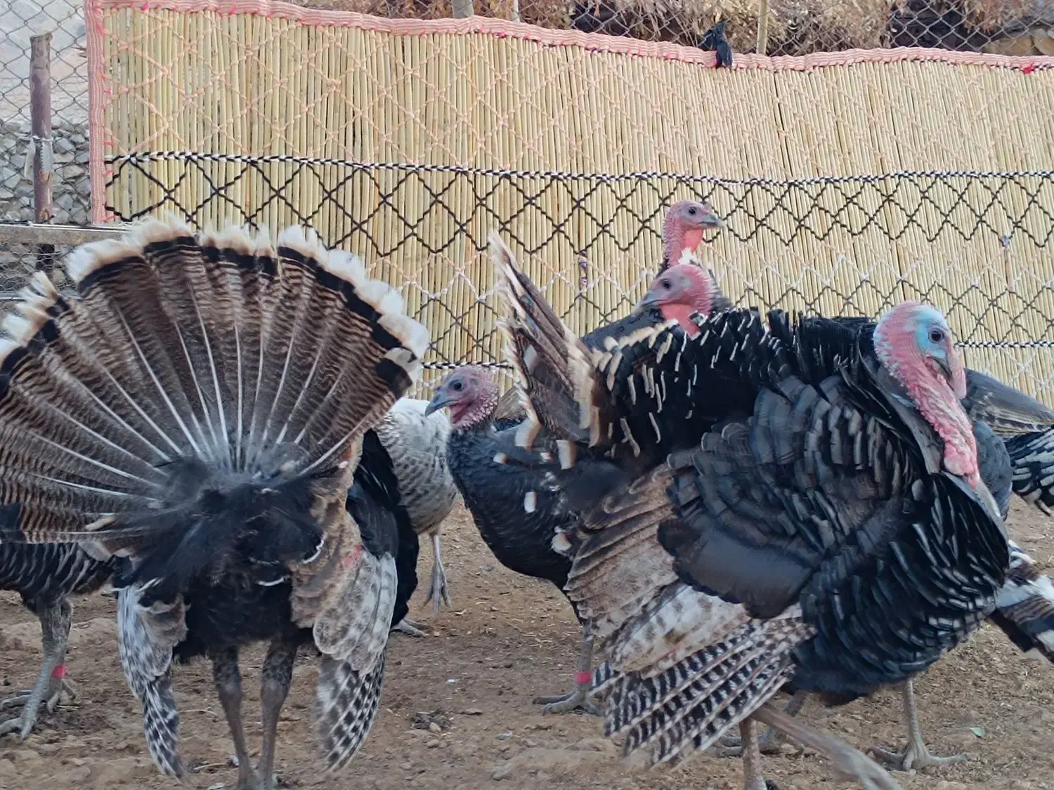 بوقلمون|حیوانات مزرعه|آبدانان, |دیوار