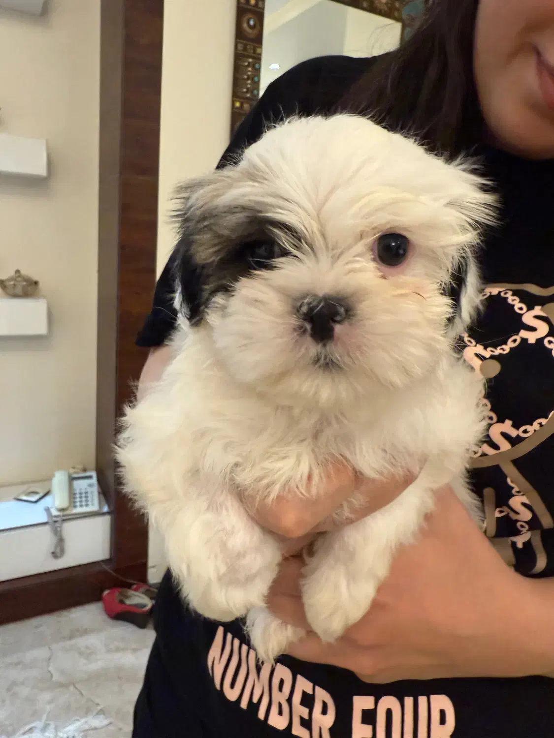 سگ شیتزو|سگ|تهران, شهرآرا|دیوار