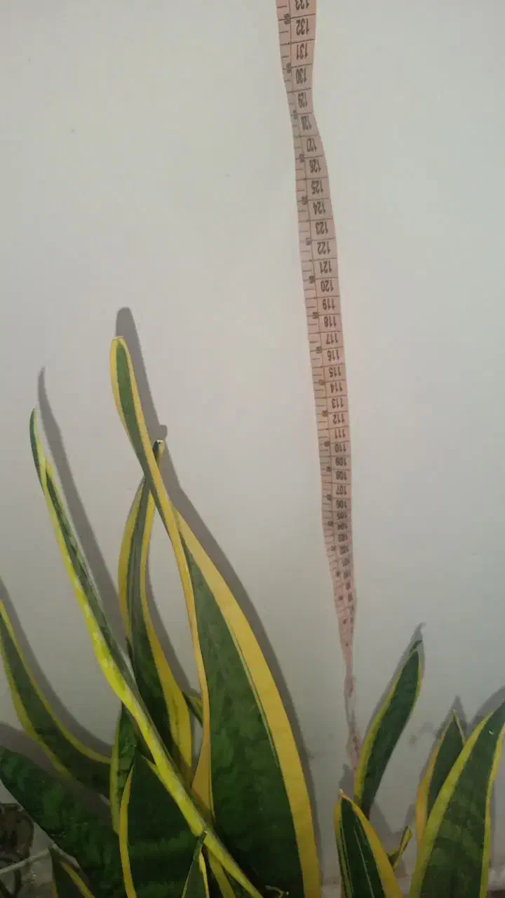 گل سانس زرد|گل و گیاه طبیعی|اردبیل, |دیوار