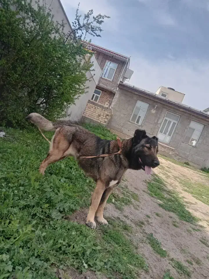 سرابی|سگ|بیله سوار, |دیوار