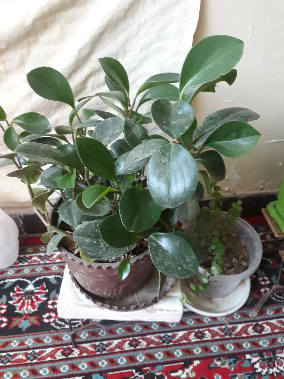 چند عدد گل زیبا|گل و گیاه طبیعی|یاسوج, |دیوار