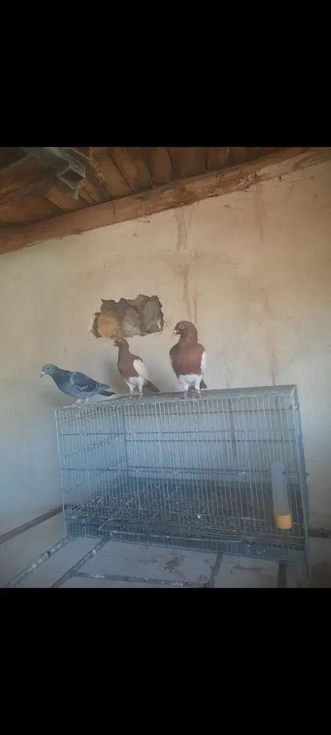 کبوتر یهودی وهومر|پرنده|ترکمانچای, |دیوار