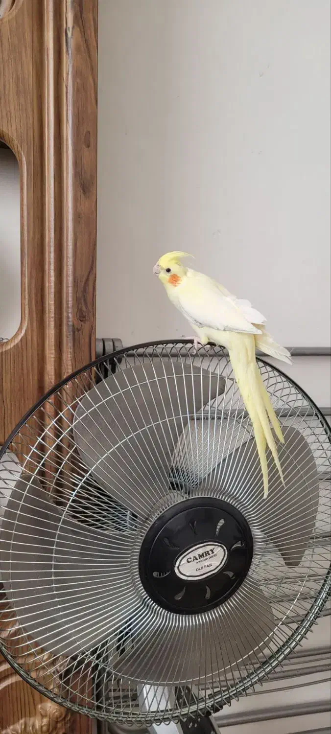 مرغ عشق رینبو اورجینال|پرنده|بیرجند, |دیوار