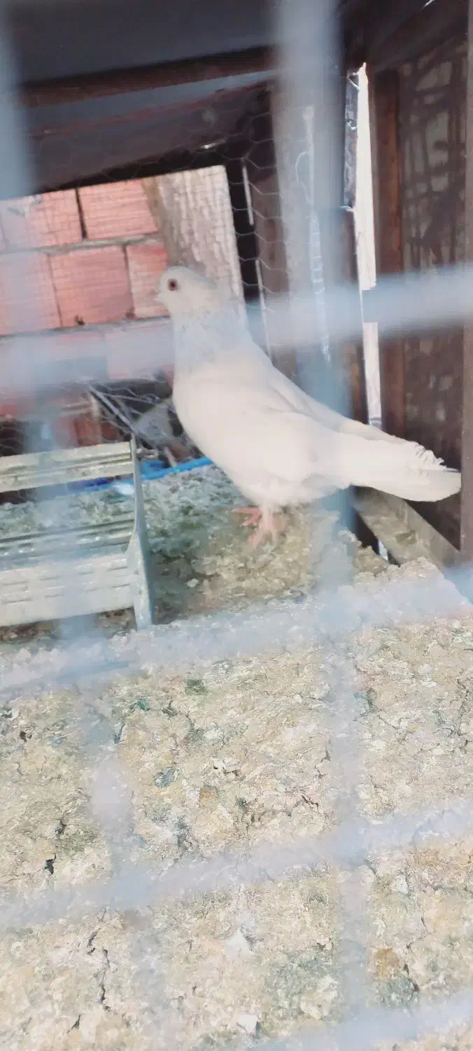 کله ای|پرنده|بم, |دیوار