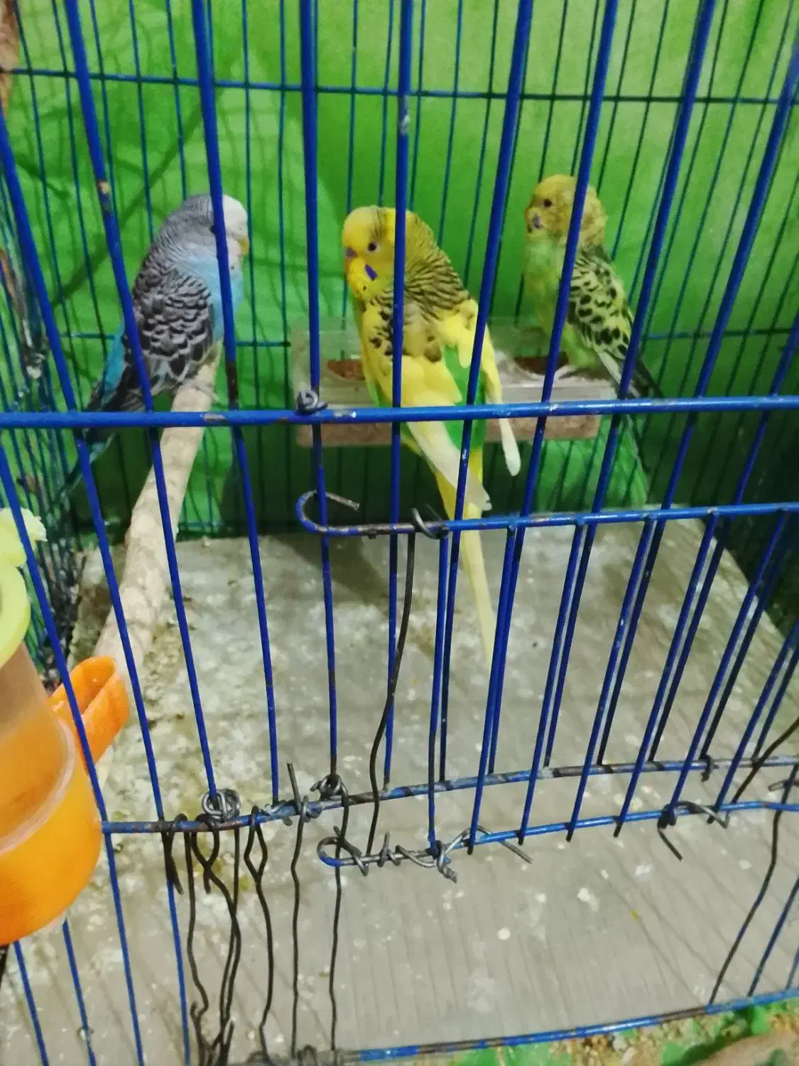 مرغ عشق ضمانتی|پرنده|کرمان, |دیوار