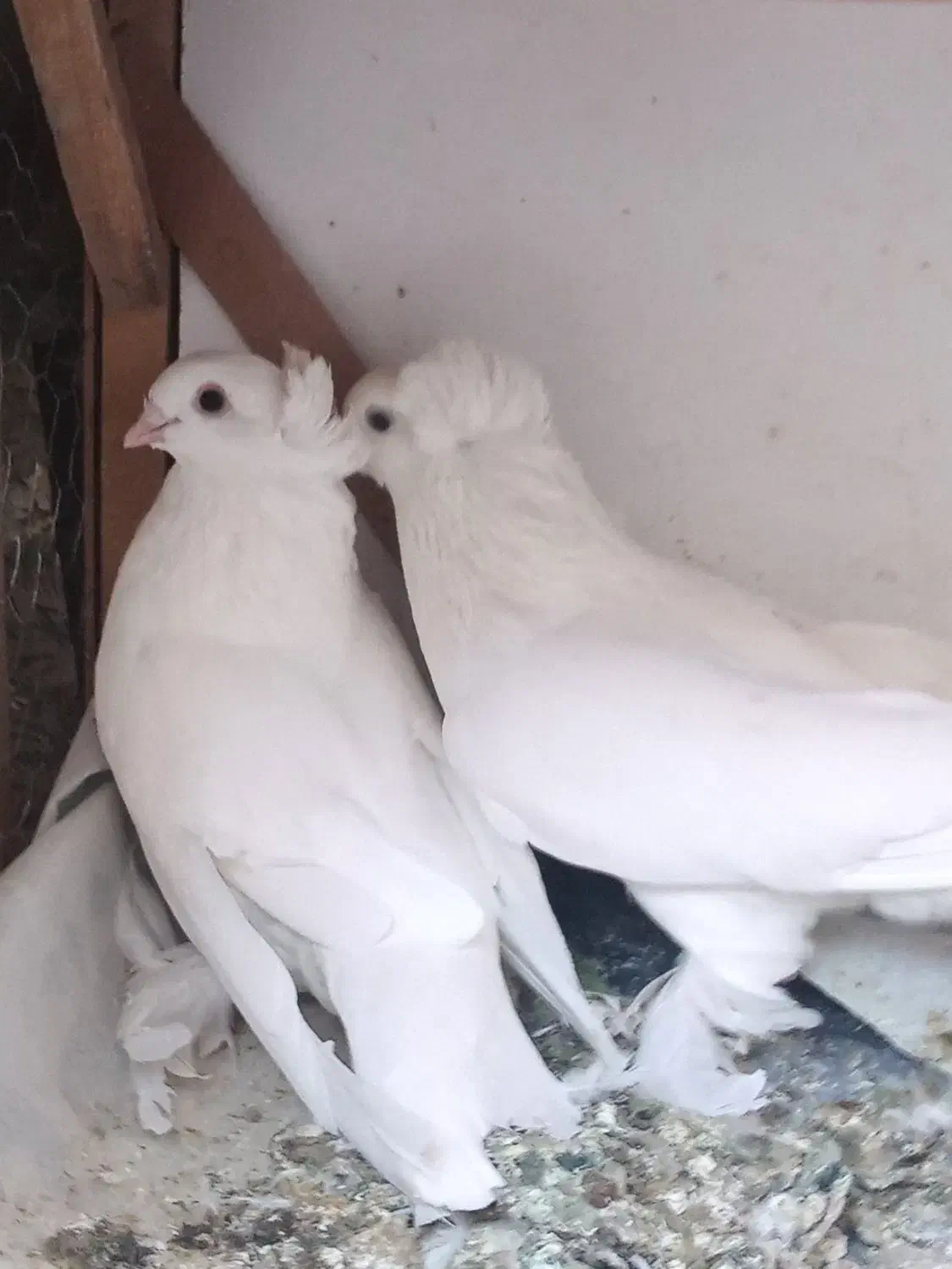 رواعب سفید|پرنده|قم, زاویه|دیوار