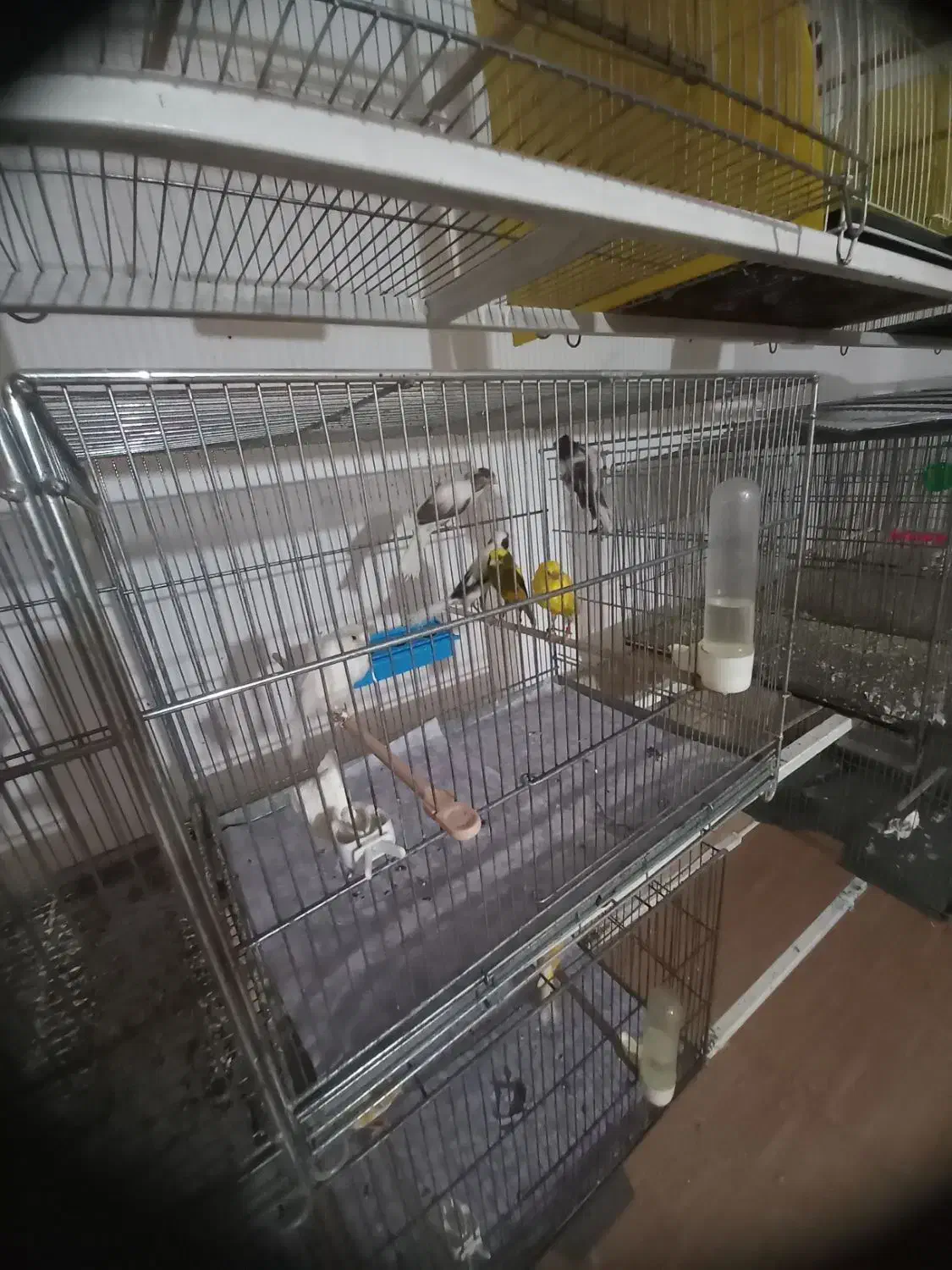 ماده قناری آماده جفت|پرنده|رفسنجان, |دیوار