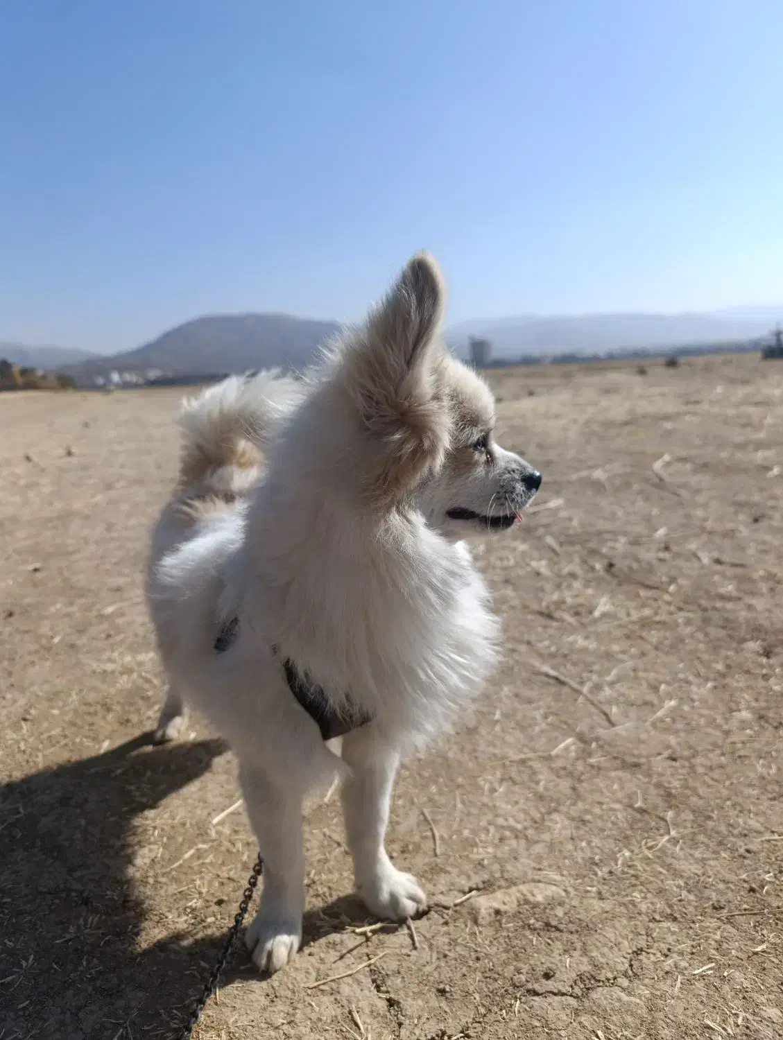 سگ پامر|سگ|یاسوج, |دیوار