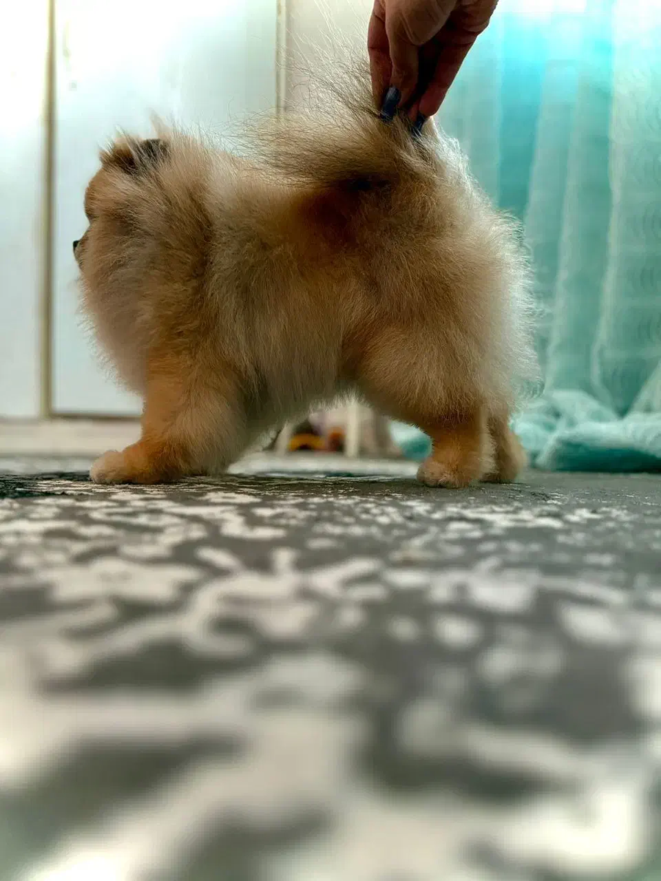 پامر خرسی کوچولو|سگ|رشت, نامجو|دیوار