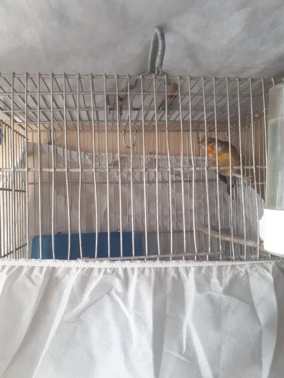 سهره قناری|پرنده|پاکدشت, پاکدشت (مامازند)|دیوار