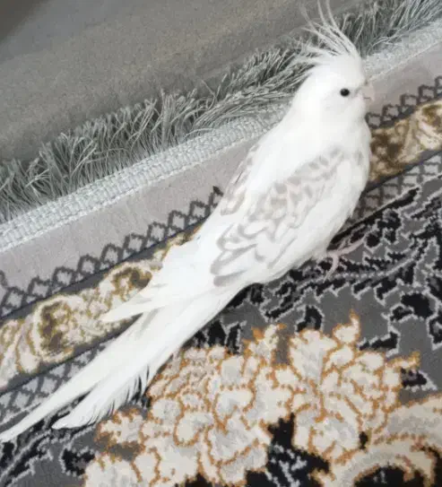 عروس هلندی|پرنده|روانسر, |دیوار