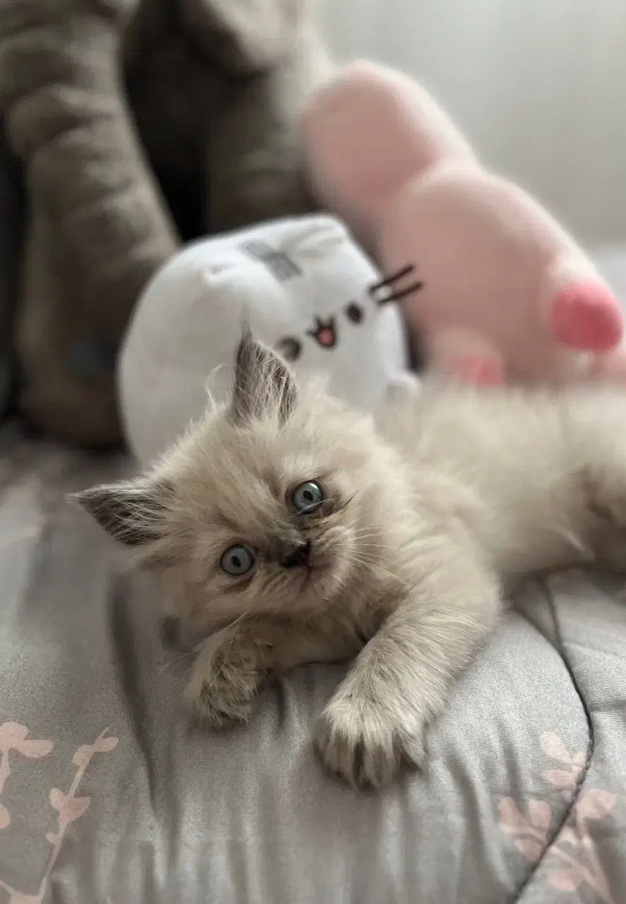 پرشین هیمالین|گربه|بجنورد, |دیوار