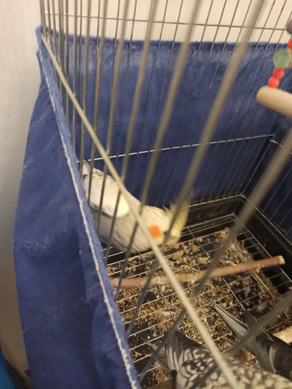 عروس هلندی|پرنده|کرمانشاه, |دیوار