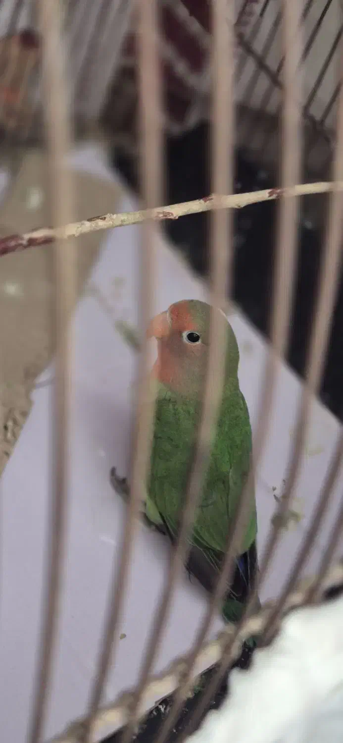 طوطی برزیلی|پرنده|زنجان, |دیوار