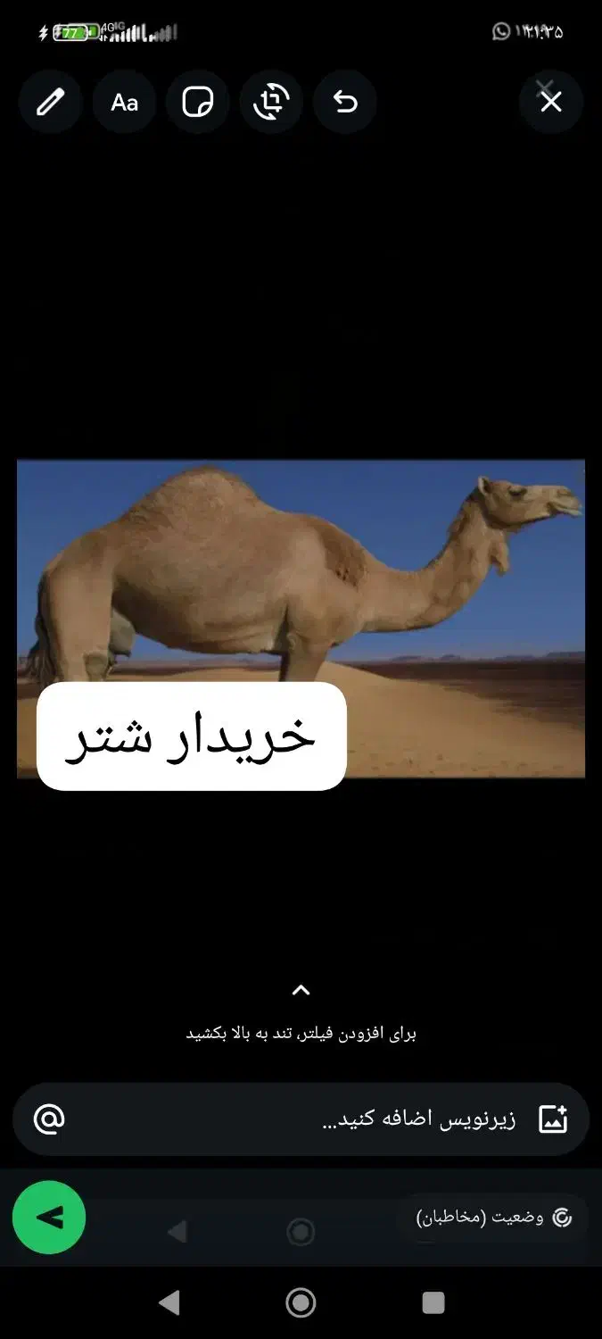 انواع شتر|حیوانات مزرعه|بندرعباس, |دیوار