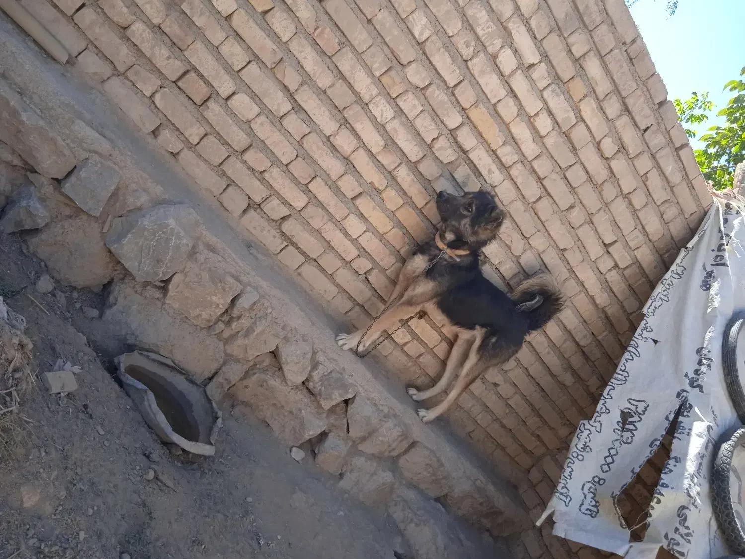 سگ جوان|سگ|بجنورد, |دیوار