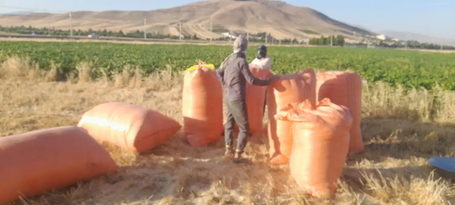 کاه تحویلی اطراف کرج و تهران و شمال|لوازم جانبی حیوانات|هشتگرد, شهرک ریحانه|دیوار