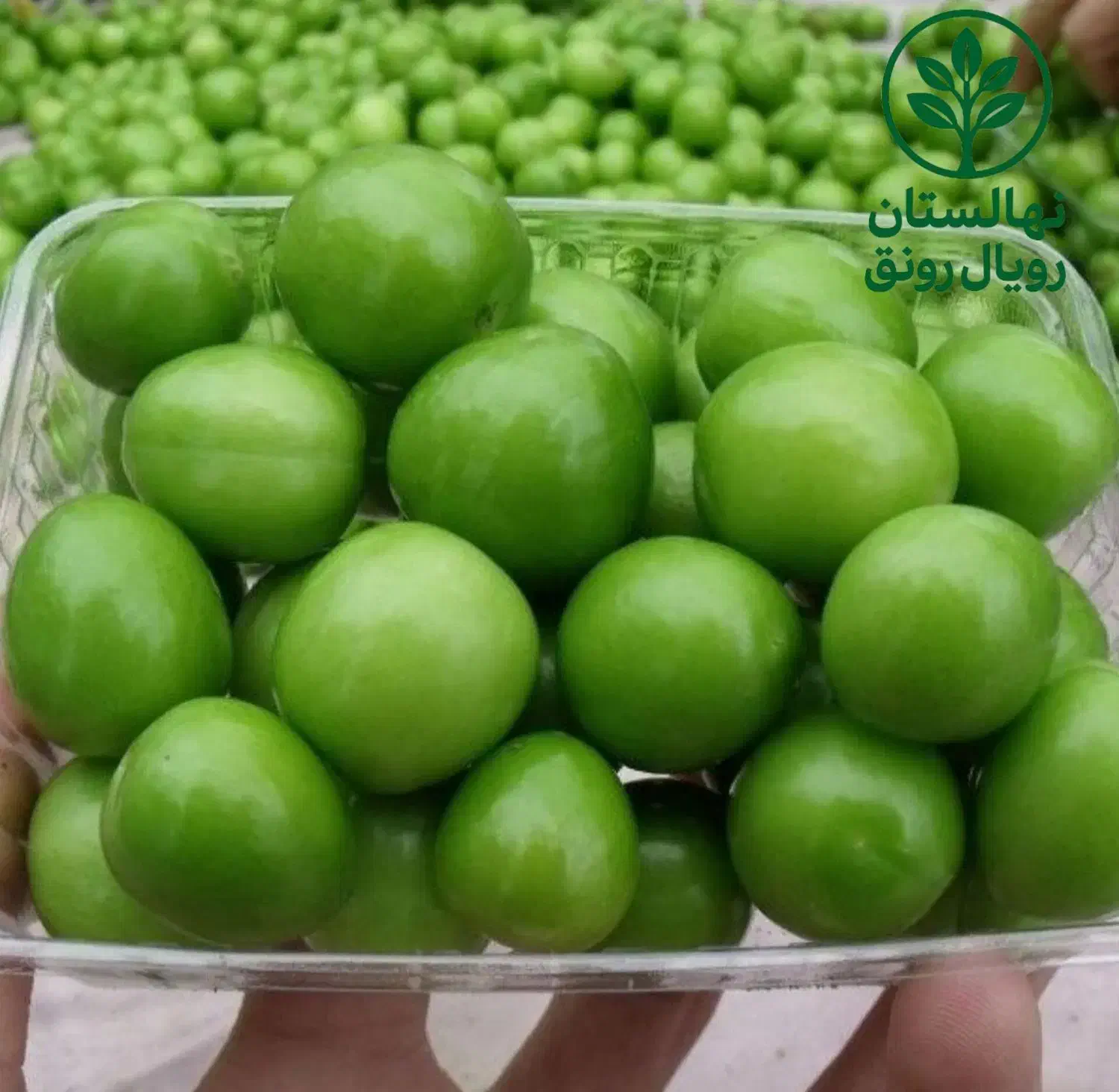 انواع نهال گوجه پیوندی|خدمات باغبانی و درختکاری|جهرم, |دیوار