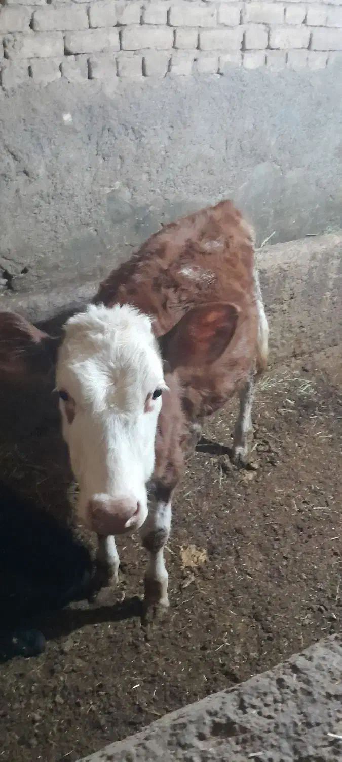 گوساله سمینتال ماده|حیوانات مزرعه|آبگرم, |دیوار