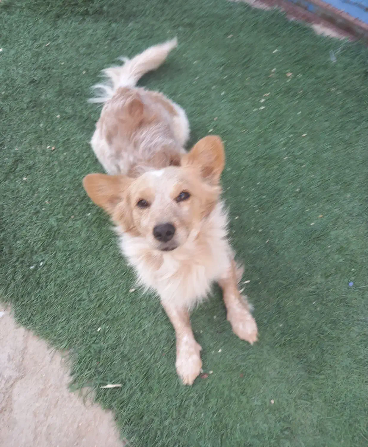 سگ پامر|سگ|بندر ماهشهر, |دیوار