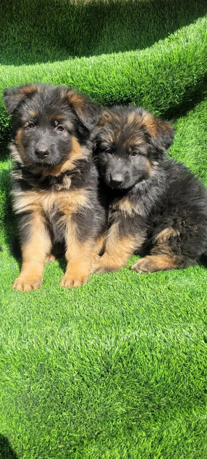 ماده ژرمن شولاین|سگ|تهران, هاشمی|دیوار