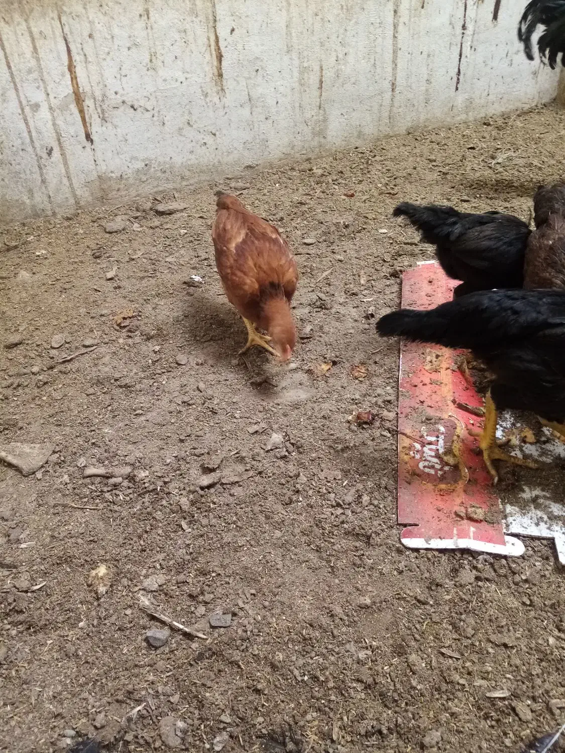 جوجه مرغ|پرنده|مشهد, ویلاشهر|دیوار