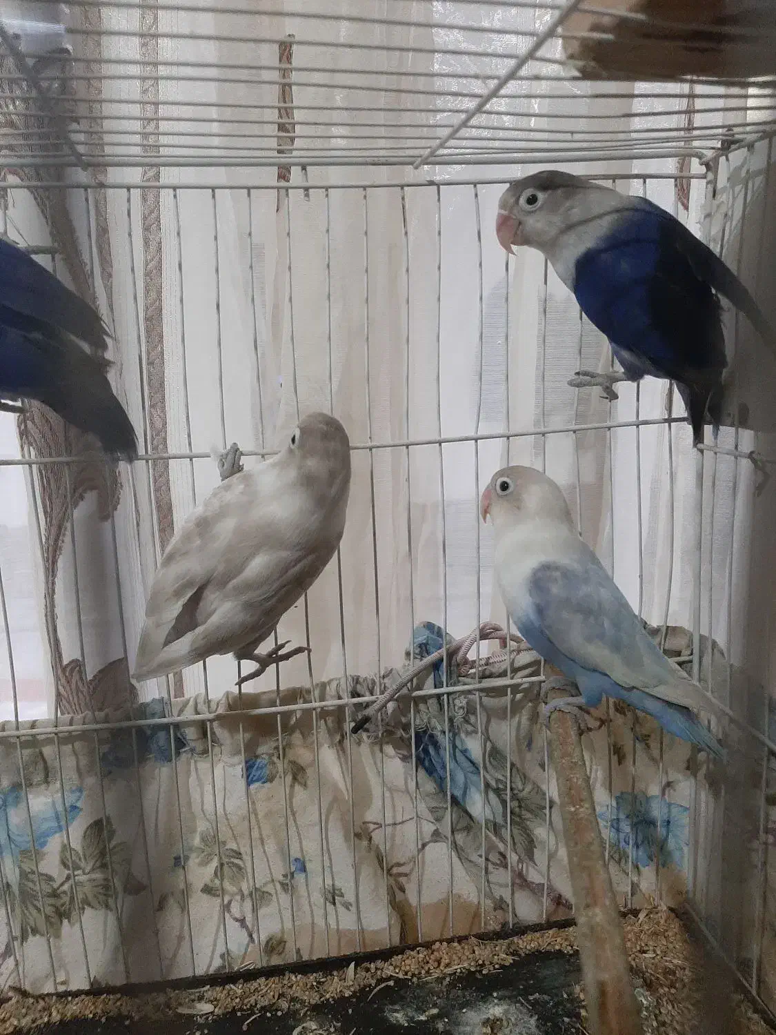 ۳ جفت کوتوله درجه یک|پرنده|نصر آباد, |دیوار