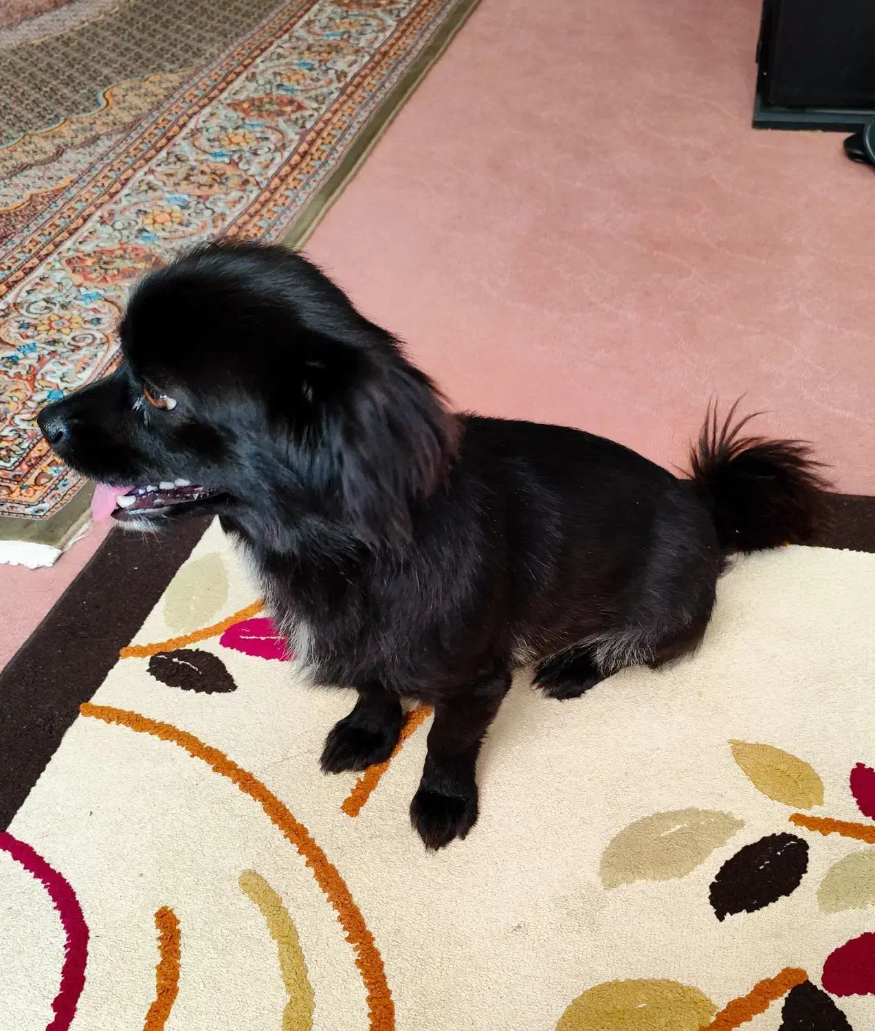 واگذاری سگ|سگ|ماکو, |دیوار