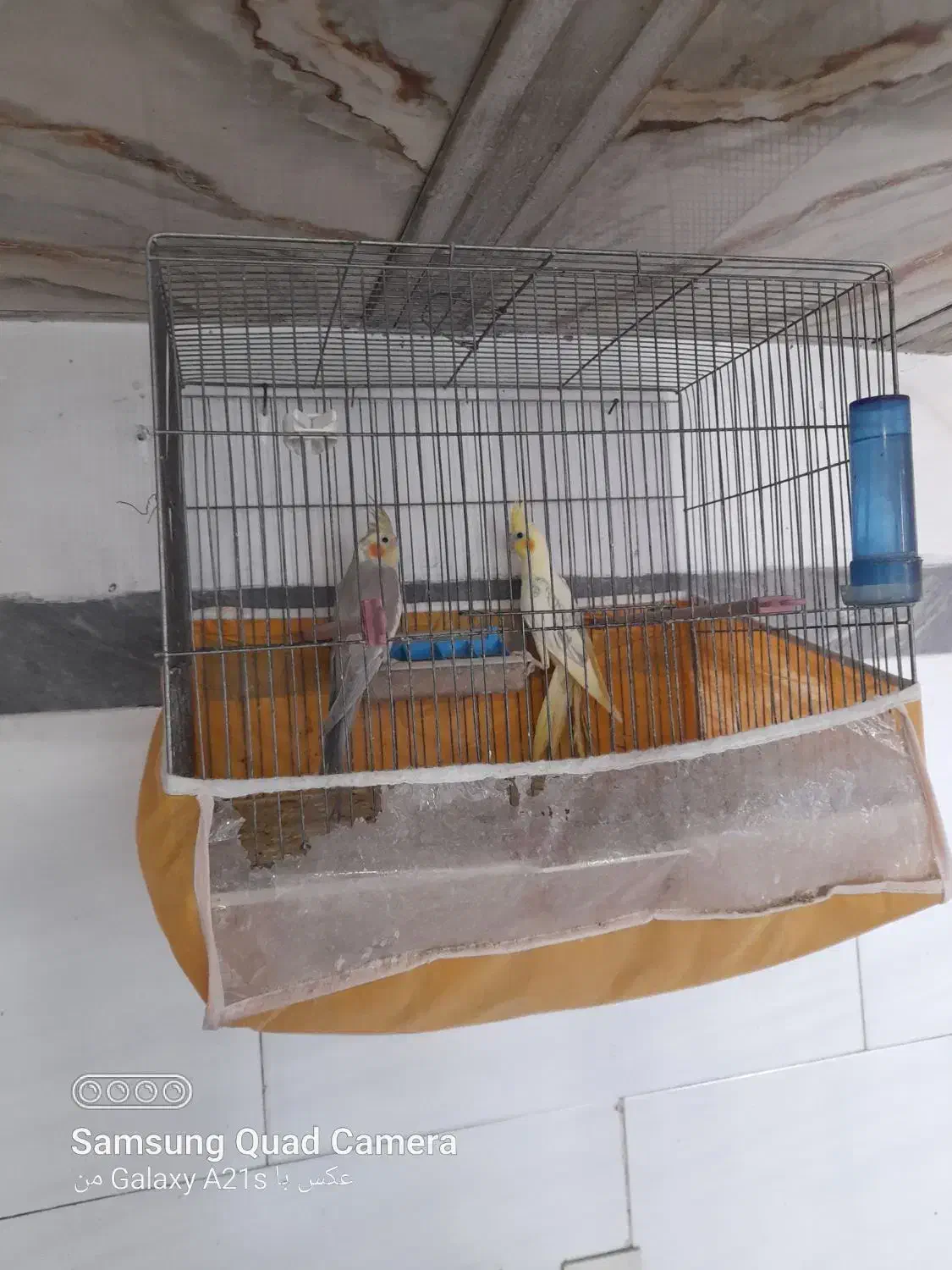 پرنده عروس|پرنده|آذرشهر, |دیوار