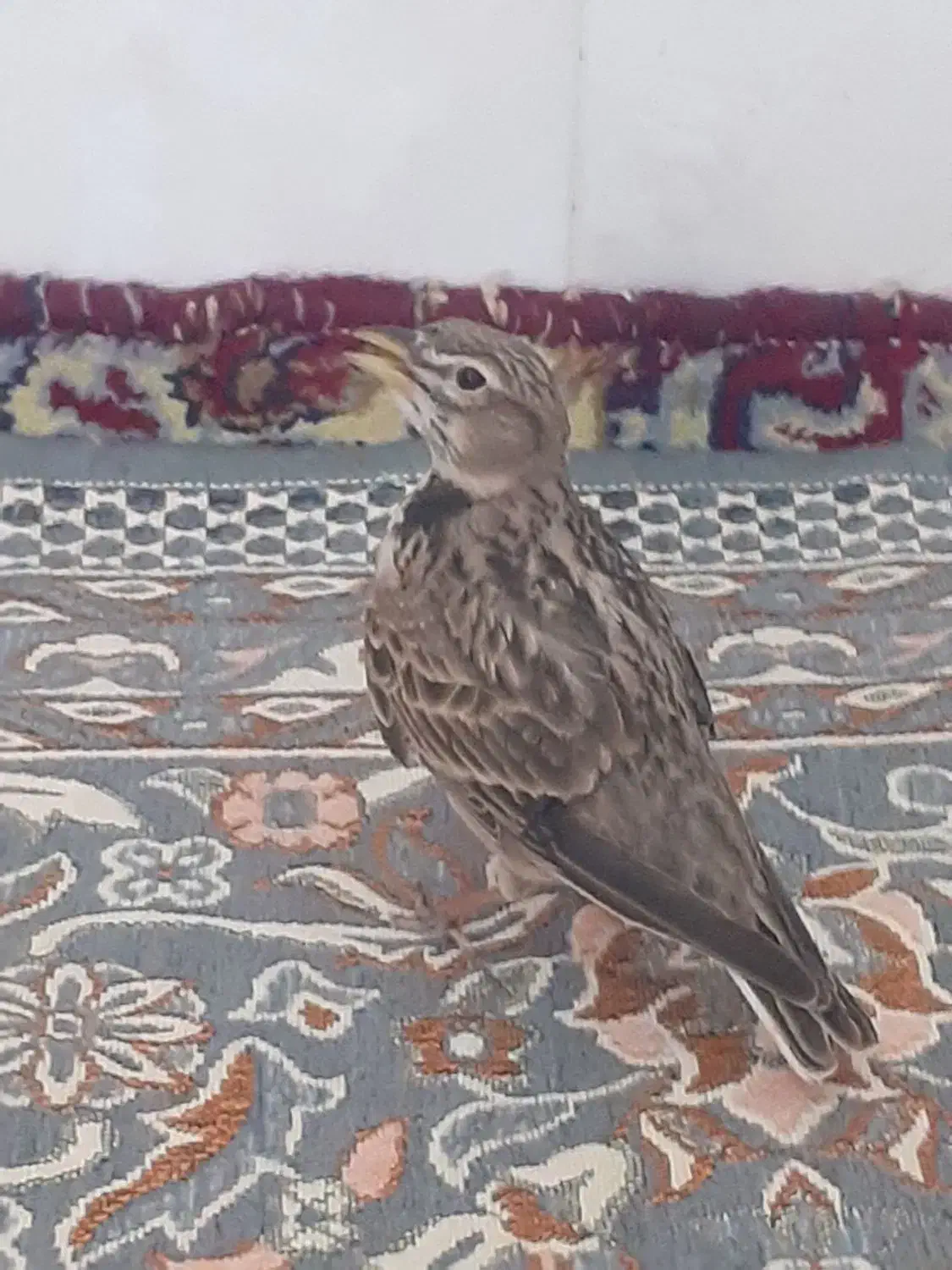 سهره رام|پرنده|بروجرد, |دیوار