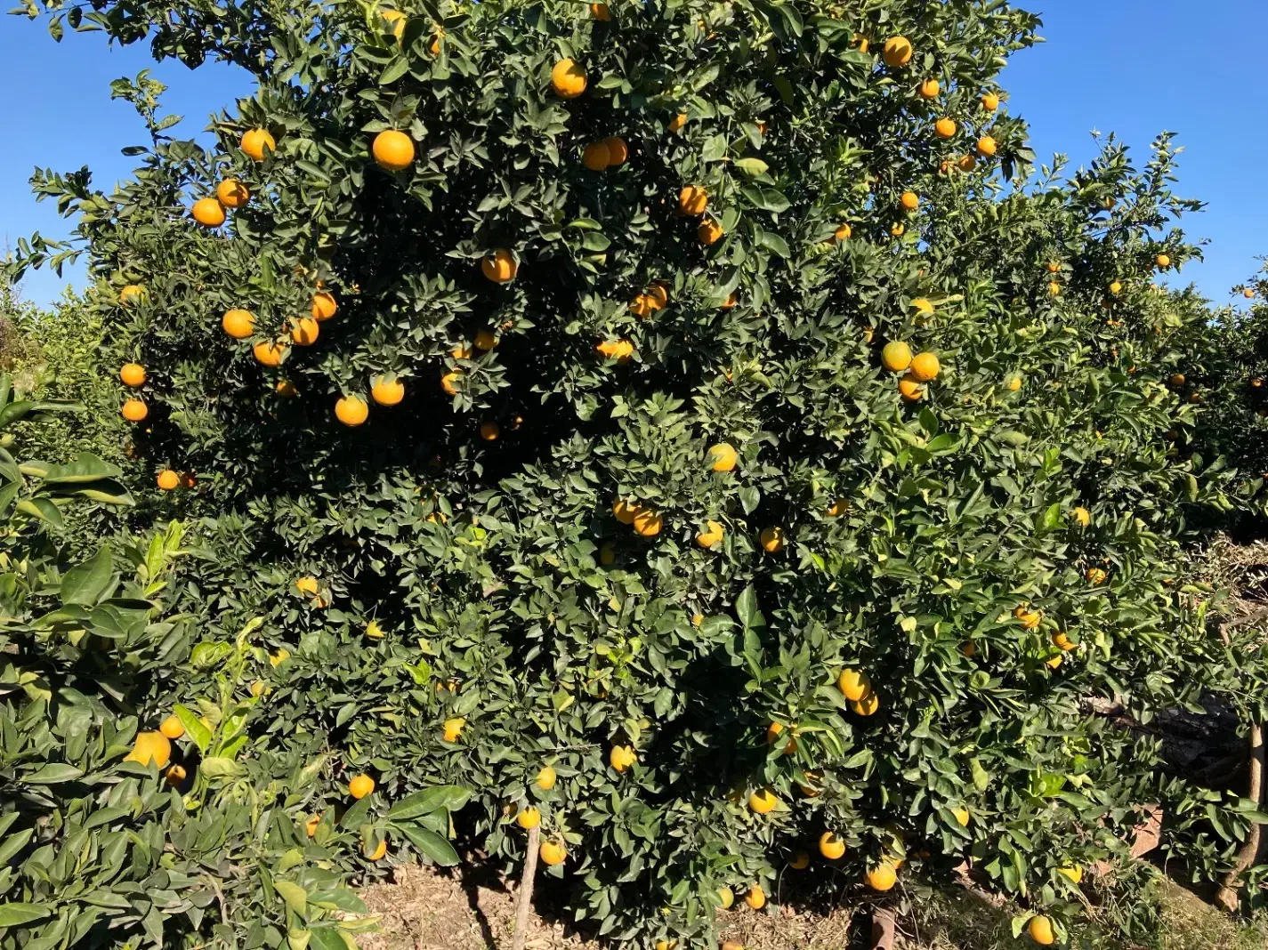 پرتقال تامسون و خونی|عمدهفروشی|گرگان, |دیوار