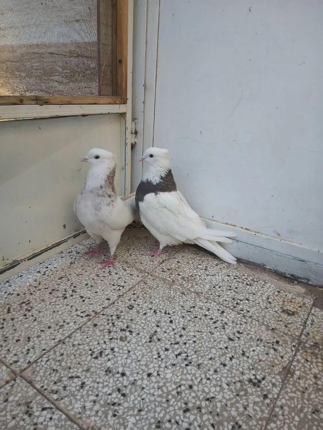 کفتر|پرنده|آیسک, |دیوار