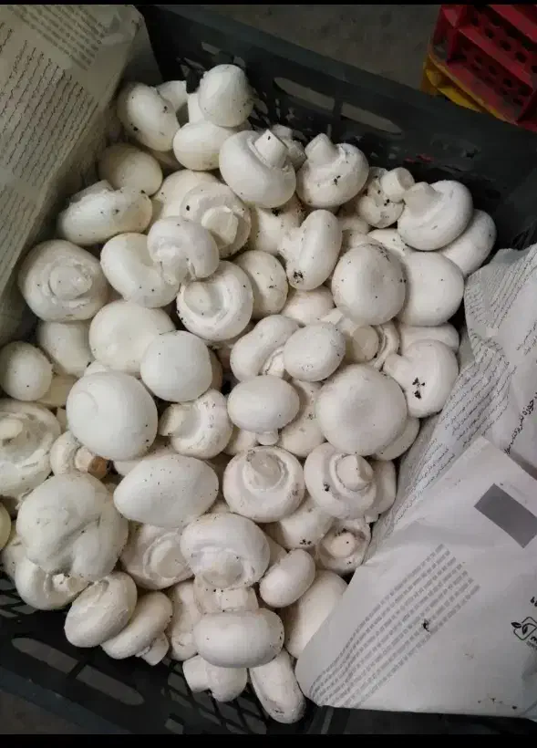 پخش عمده قارچ فله و بسته بندی|عمدهفروشی|قم, بوستان علوی|دیوار