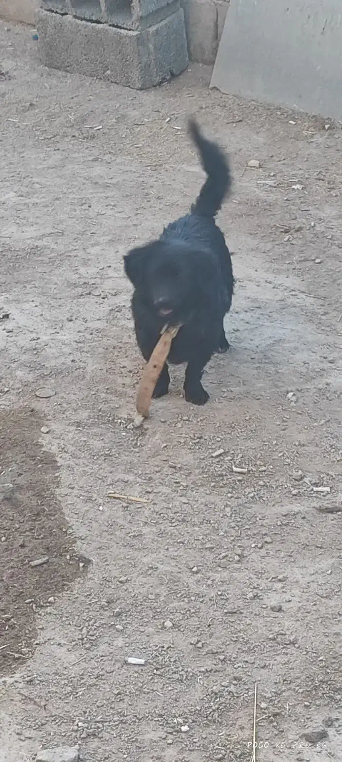 سگ پاپی فروشی|سگ|برخوار, |دیوار