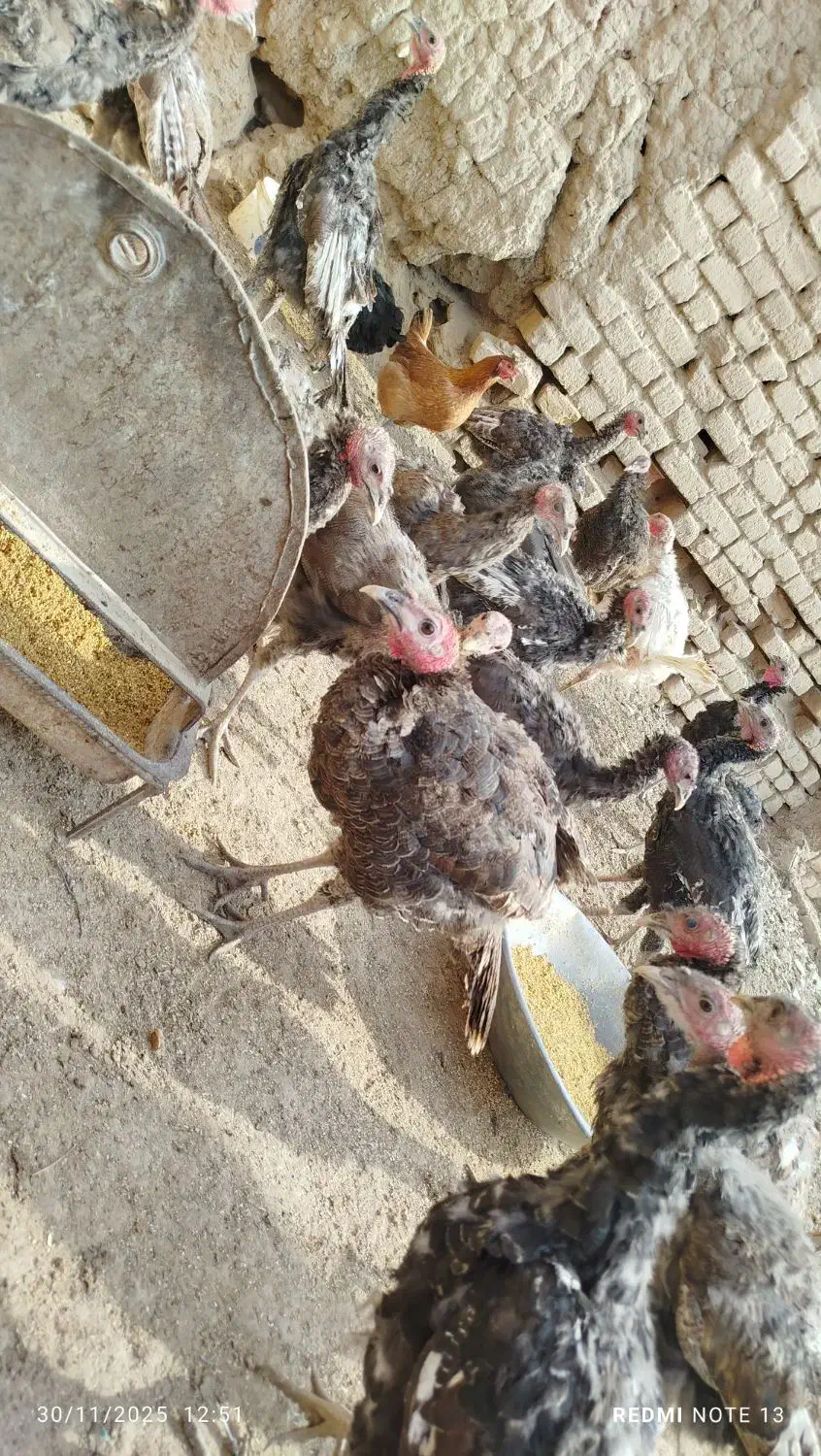 بوقلمون فروشی نر و ماده در هم 20عدد|حیوانات مزرعه|فامنین, |دیوار