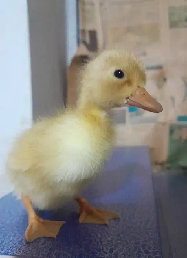 جوجه اردک|حیوانات مزرعه|رشت, پسیخان|دیوار