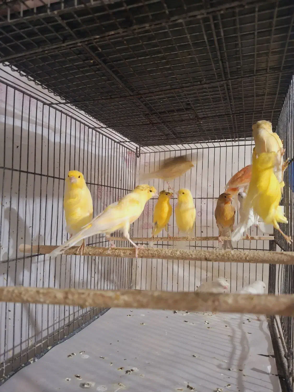 قناری|پرنده|قم, شهرک امام حسین|دیوار