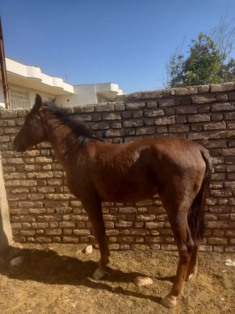 اسب قهوای ۲ ساله|اسب و تجهیزات اسبسواری|خرمآباد, |دیوار