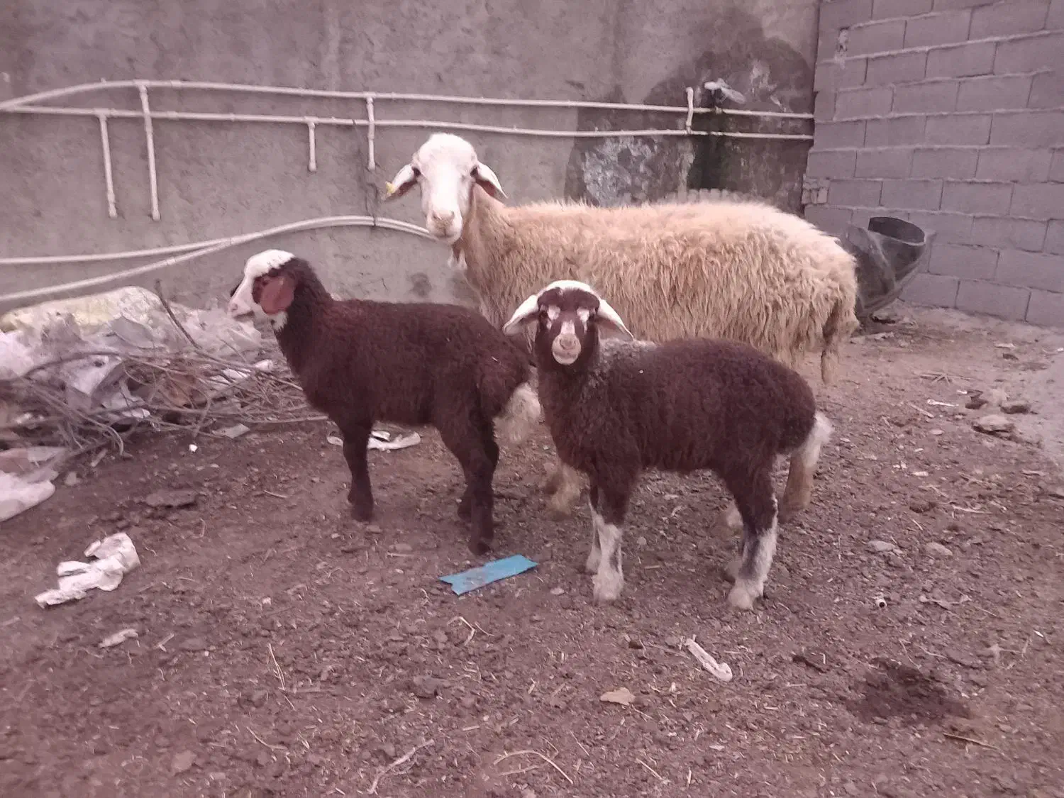 گوسفند دوقلو بره دار نر و ماده|حیوانات مزرعه|آق قلا, |دیوار