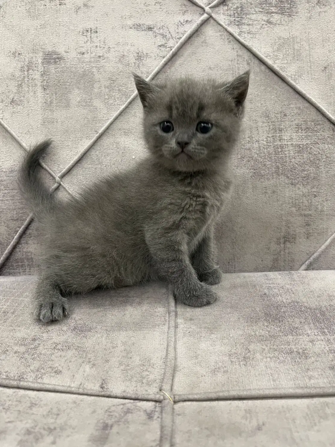 اسکاتیش آنفولد|گربه|اسلامشهر, شهرک واوان|دیوار