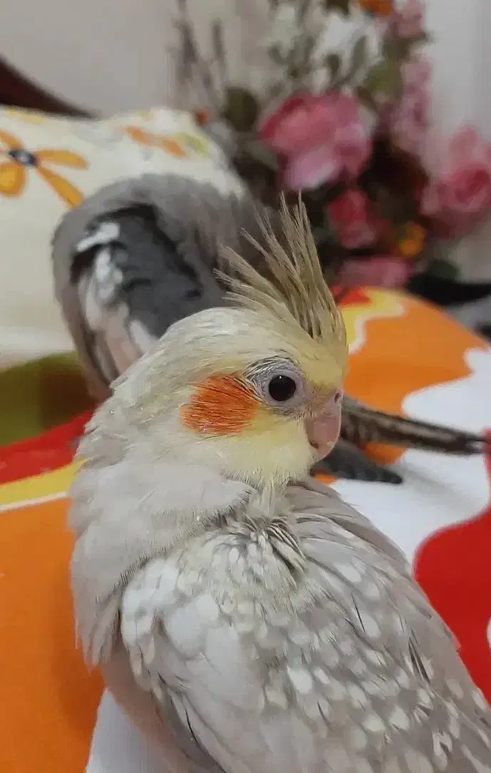 عروس هلندی|پرنده|شاهین‌شهر, فردوسی|دیوار