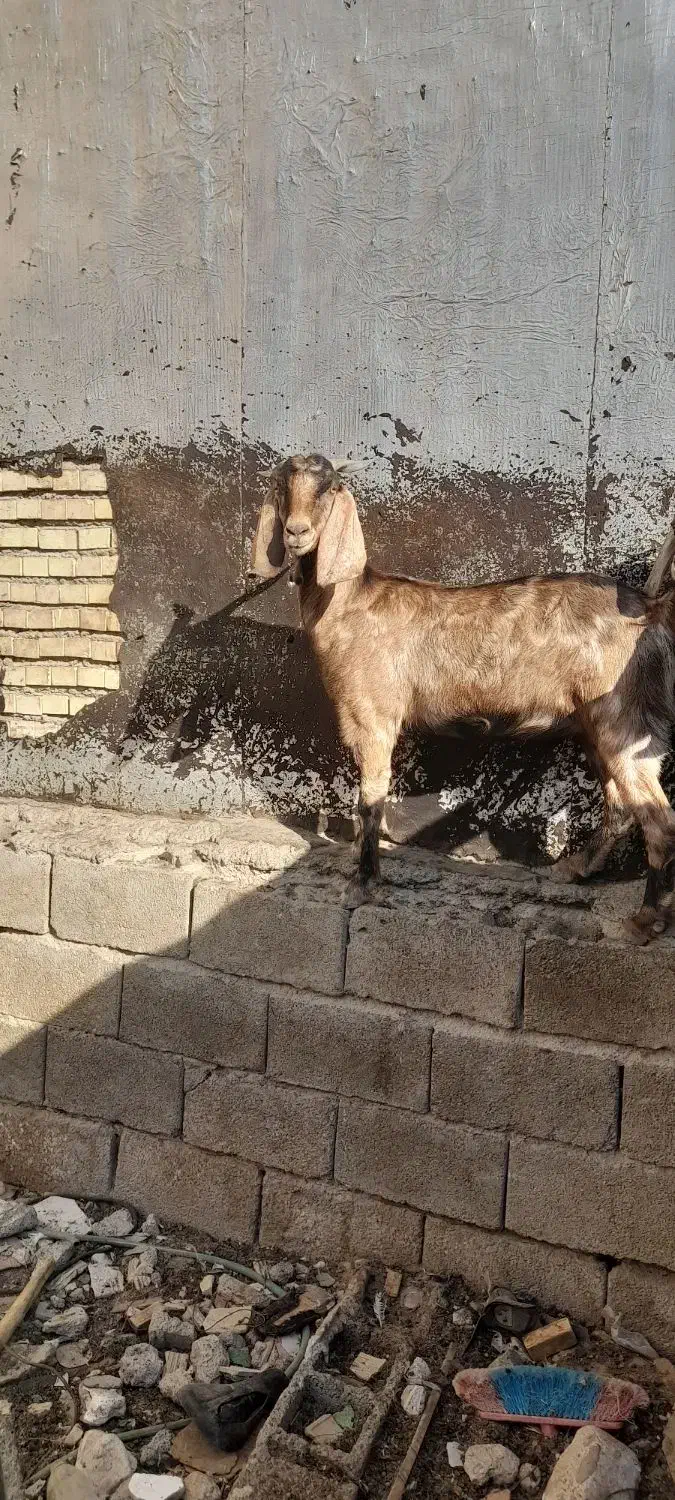 بز ماده|حیوانات مزرعه|بندر ماهشهر, |دیوار